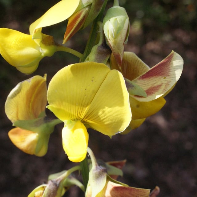 Crotalaria retusa — flower