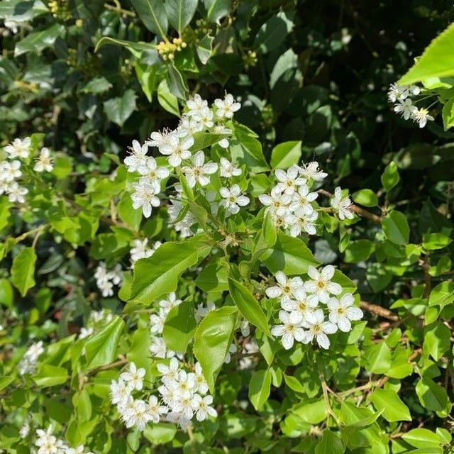 Prunus mahaleb — flower