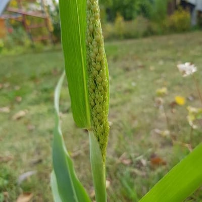 Panicum miliaceum — flower