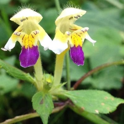Galeopsis speciosa — flower