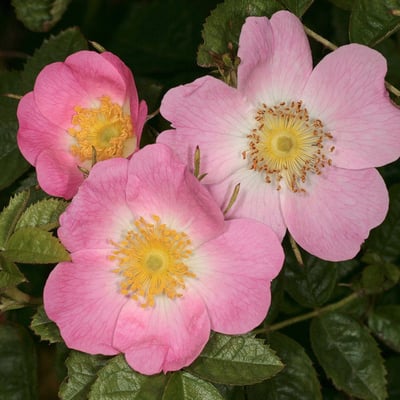 Rosa sherardii — flower