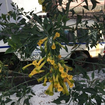 Nicotiana glauca — flower