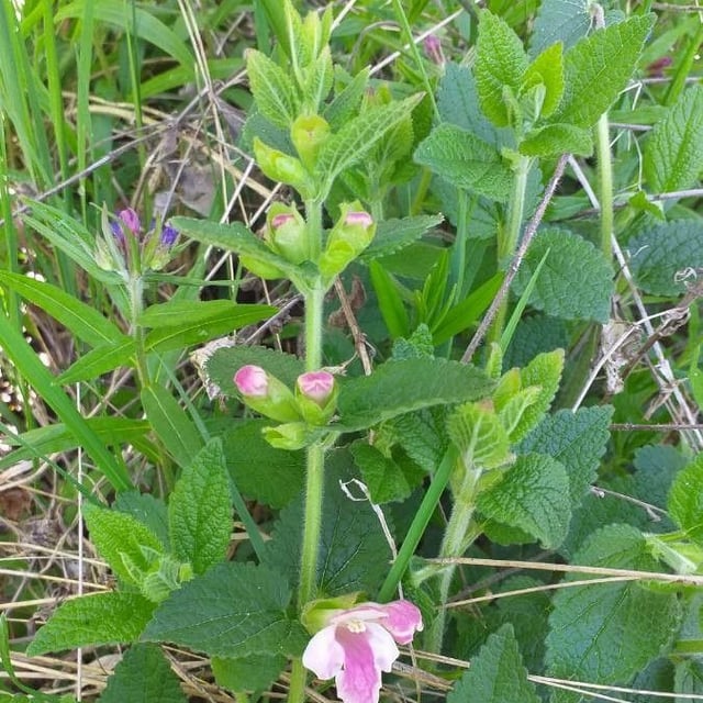 Melittis melissophyllum — flower