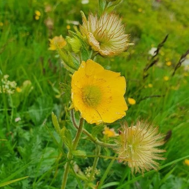 Geum montanum — flower