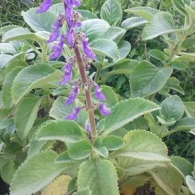 Coleus barbatus — flower