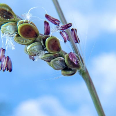 Paspalum plicatulum — flower
