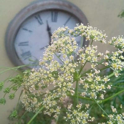 Petroselinum crispum — flower