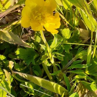 Potentilla simplex — flower
