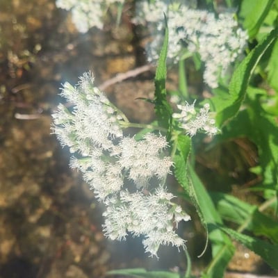 Eupatorium perfoliatum — flower