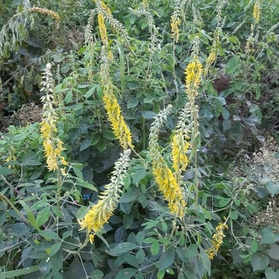 Crotalaria pallida — flower