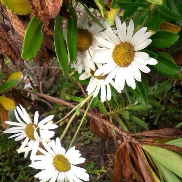 Symphyotrichum lanceolatum — flower