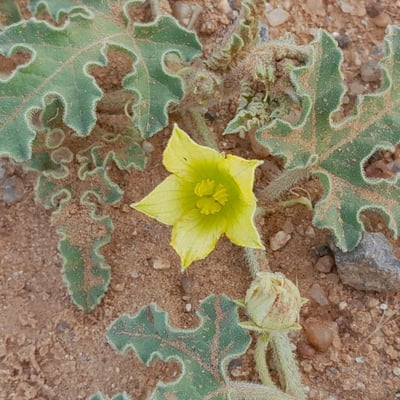 Citrullus colocynthis — flower