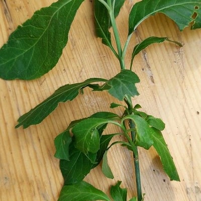 Gymnanthemum amygdalinum — flower