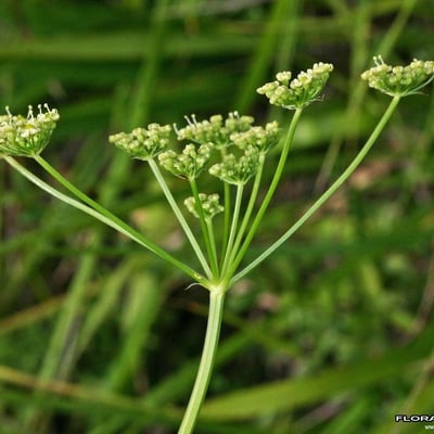 Silaum silaus — flower