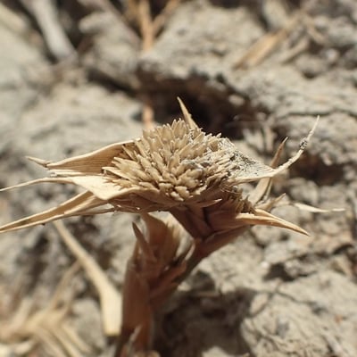 Sporobolus aculeatus — flower