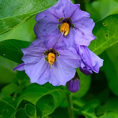 Solanum umbelliferum — flower
