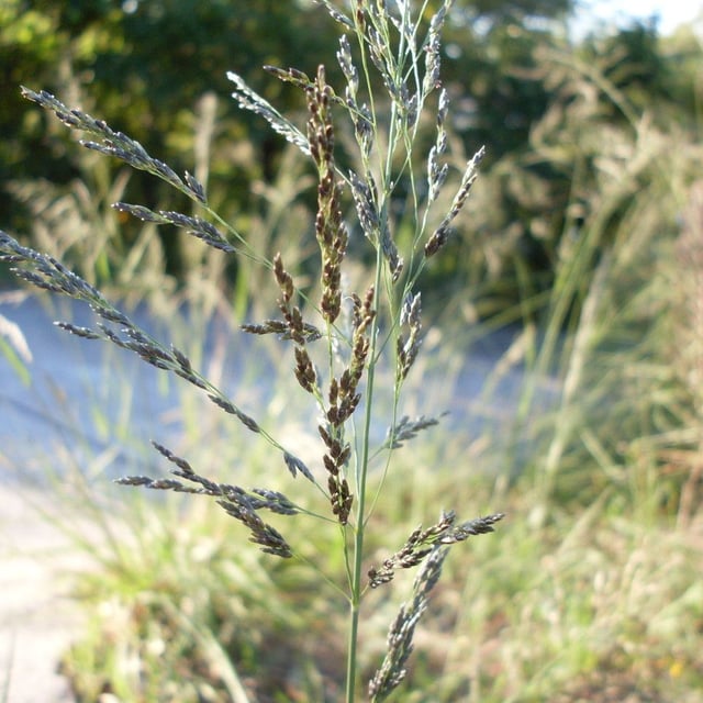 Eragrostis curvula — flower