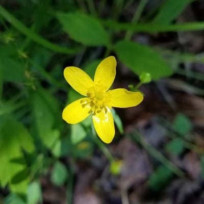 Ranunculus occidentalis — flower