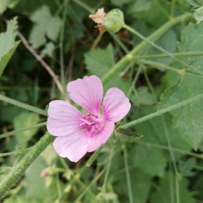 Althaea cannabina — flower