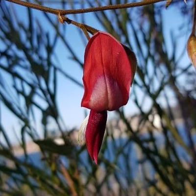 Kennedia rubicunda — flower