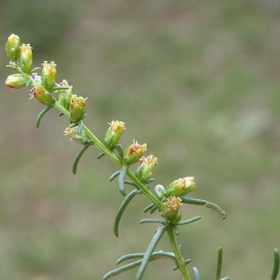 Artemisia campestris — flower