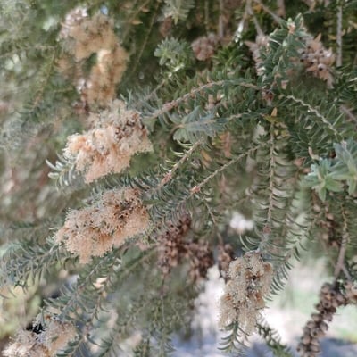 Melaleuca lanceolata — flower
