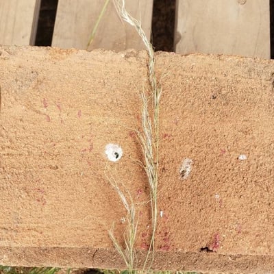 Vulpia myuros — flower