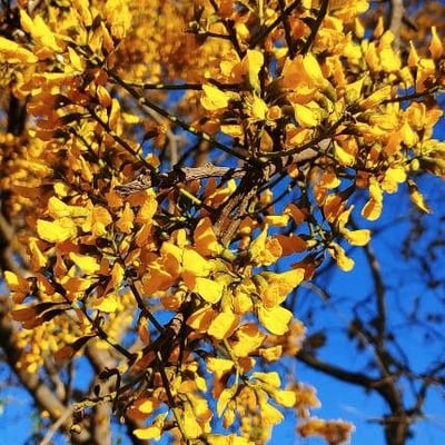 Pterocarpus erinaceus — flower