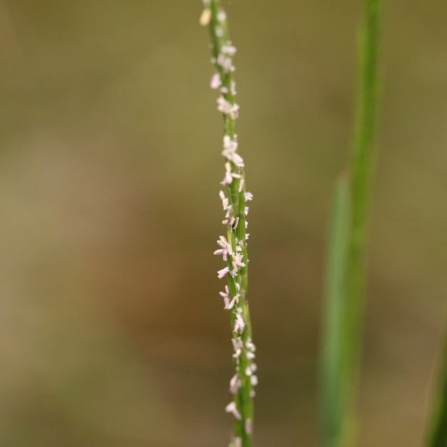 Parapholis strigosa — flower