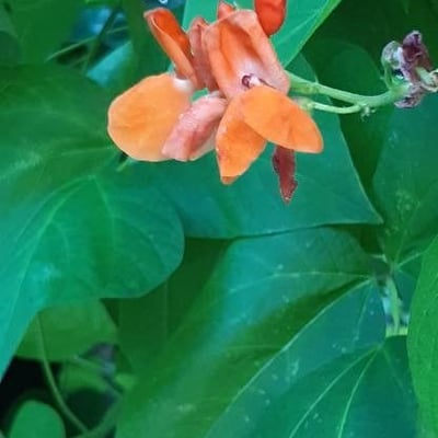 Phaseolus coccineus — flower