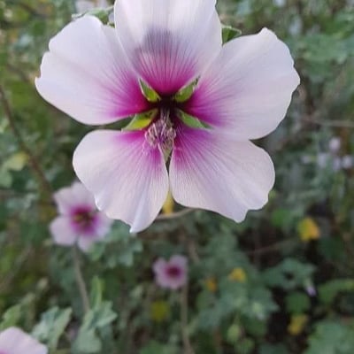 Malva subovata — flower