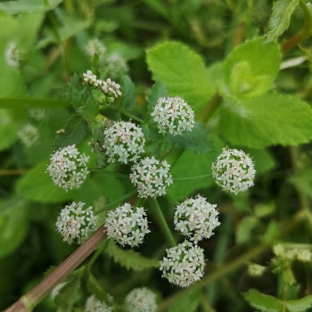 Apium nodiflorum — flower