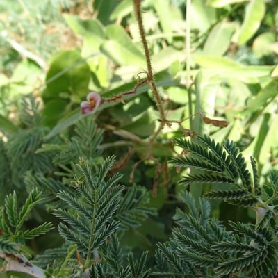 Aeschynomene indica — flower