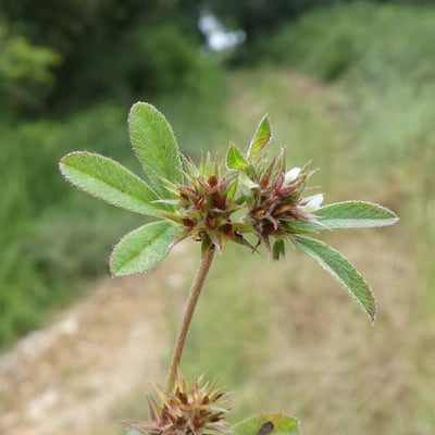 Trifolium scabrum — flower