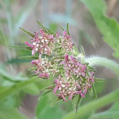 Tordylium maximum — flower