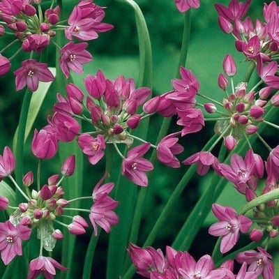 Allium angulosum — flower