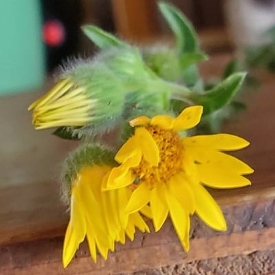 Heterotheca villosa — flower