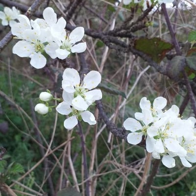 Prunus domestica — flower