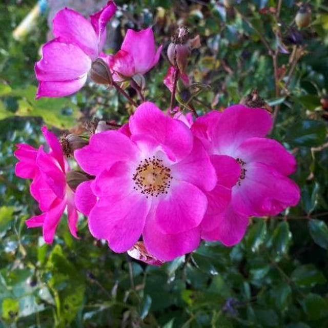 Rosa pendulina — flower