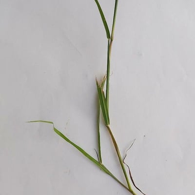Elymus glaucus — leaf