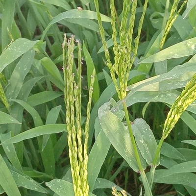 Digitaria ciliaris — flower