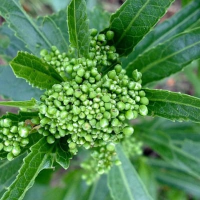 Armoracia rusticana — flower