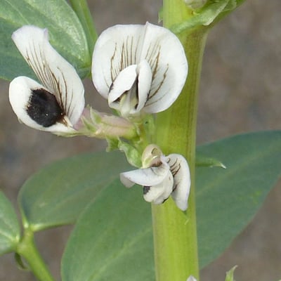 Vicia faba — flower