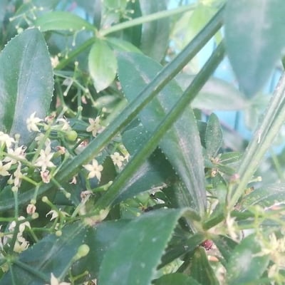Rubia peregrina — flower
