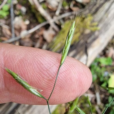 Festuca heterophylla — flower