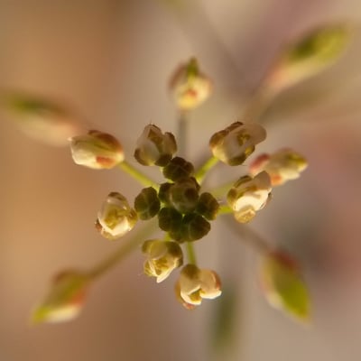 Draba muralis — flower