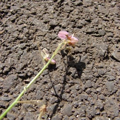 Desmodium tortuosum — flower