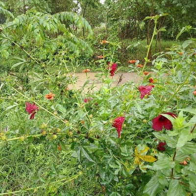 Hibiscus cannabinus — flower
