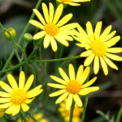 Jacobaea aquatica — flower