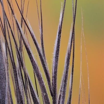 Bromus rubens — flower
